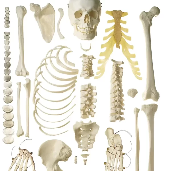 Substantiated Medical Application